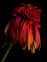 © 2025 All Rights Reserved.