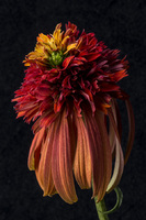 © 2025 All Rights Reserved.