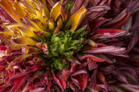 © 2025 All Rights Reserved.