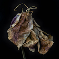 © 2025 All Rights Reserved.