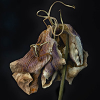 © 2025 All Rights Reserved.