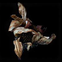 © 2025 All Rights Reserved.