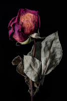 © 2025 All Rights Reserved.