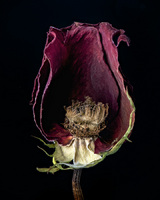 © 2025 All Rights Reserved.