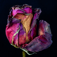 © 2025 All Rights Reserved.