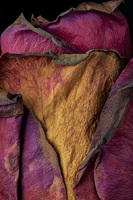 © 2025 All Rights Reserved.