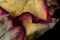 © 2025 All Rights Reserved.