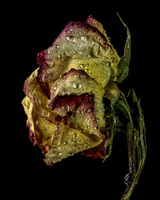 © 2025 All Rights Reserved.