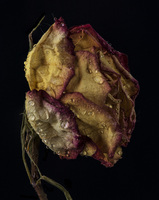 © 2025 All Rights Reserved.