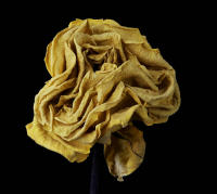 © 2025 All Rights Reserved.