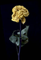 © 2025 All Rights Reserved.