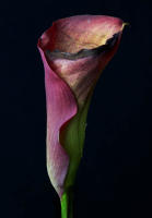 © 2025 All Rights Reserved.