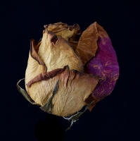 © 2025 All Rights Reserved.